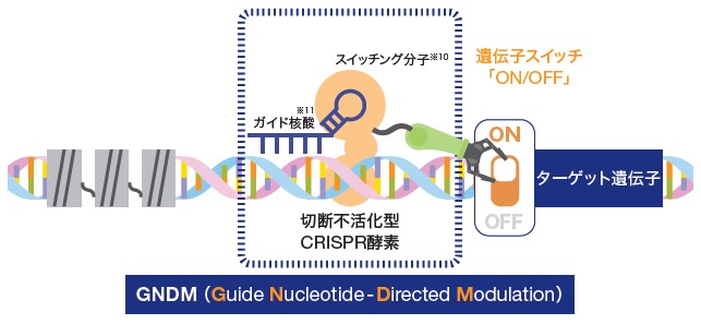 モダリス（4883）IPO CRISPR-GNDM技術