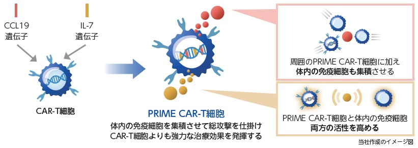 ノイルイミューン・バイオテック（4893）IPO PRIME CAR-T細胞療法